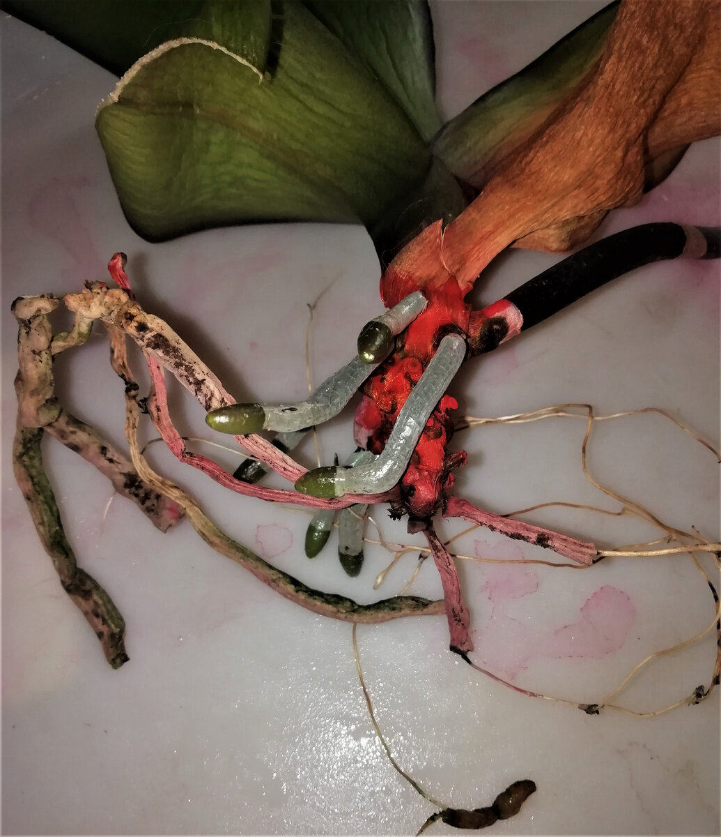 Достала реанимашку из кашпо, где она стояла на наращивании корней над водой