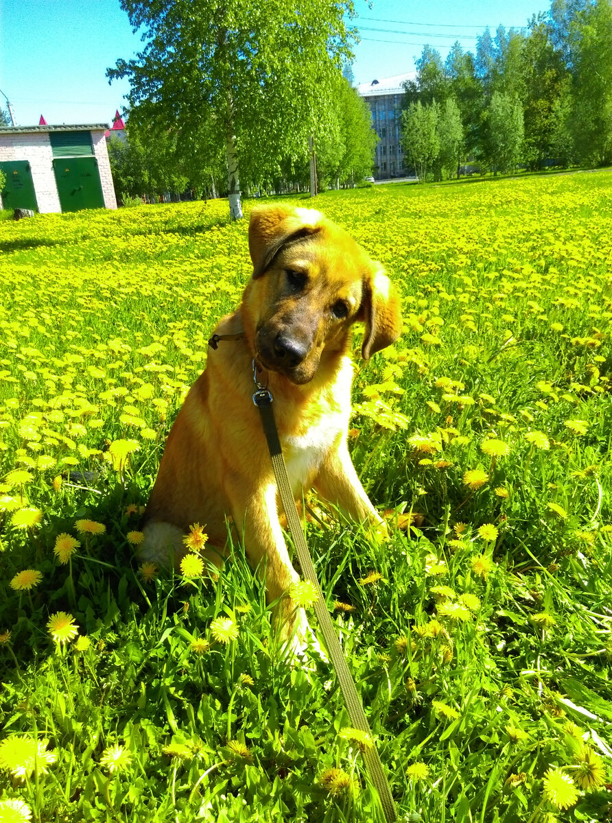 Вилли 5 месяцев.