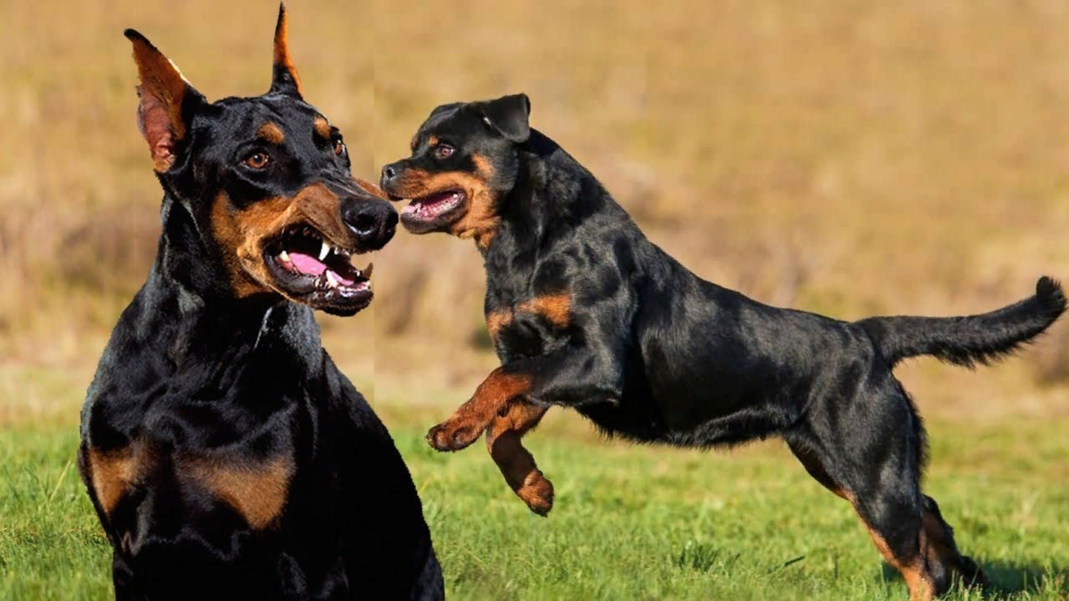 Доберман против. Аргентинский дог vs доберман. Немецкий дог против добермана. Доберман без купированных ушей. Доберман против.