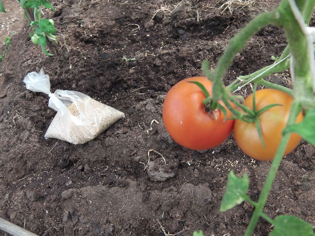 Посев сидератов в теплице. Фото автора