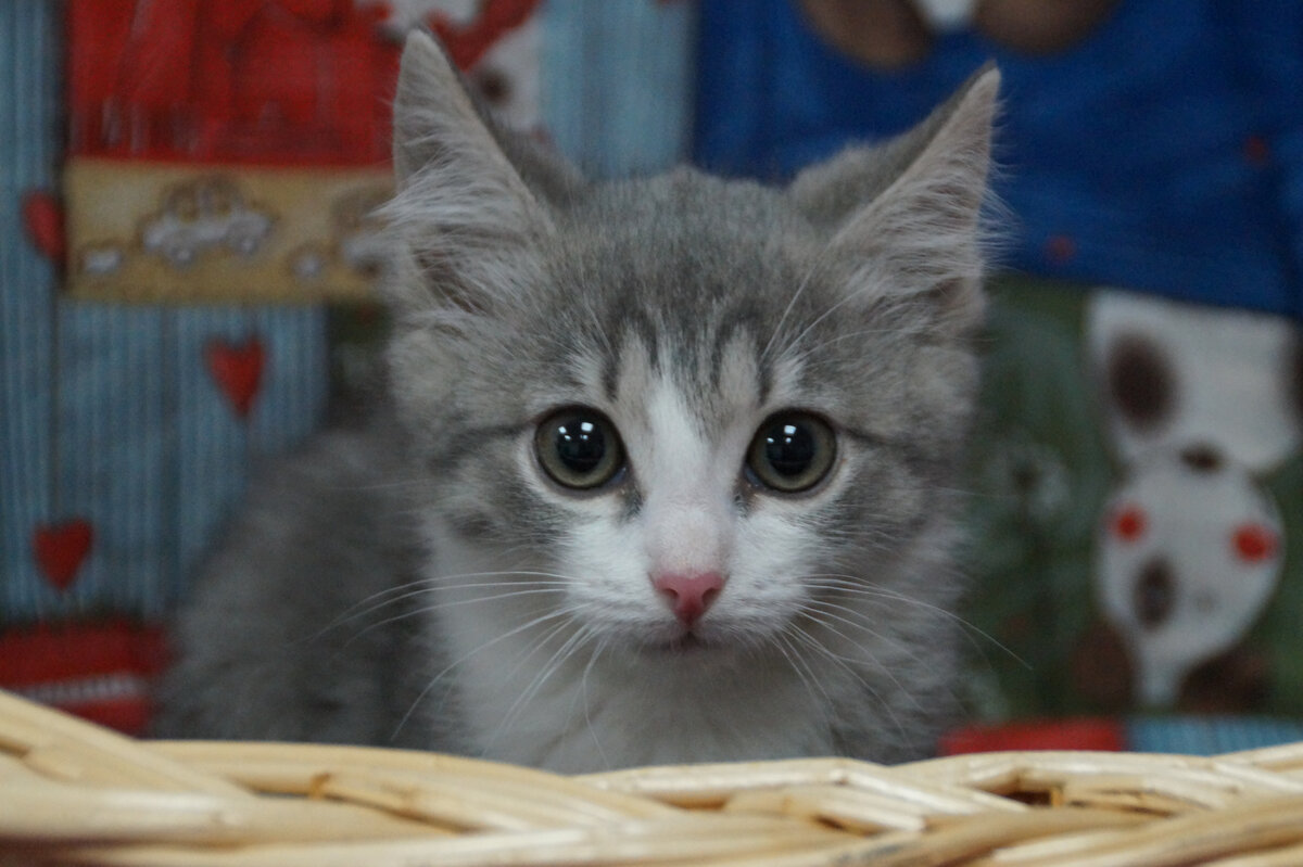 Арахис нежный мальчик