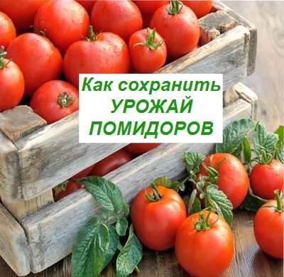 Как хранить помидоры в домашних условиях: несколько простых приемов для хозяйки