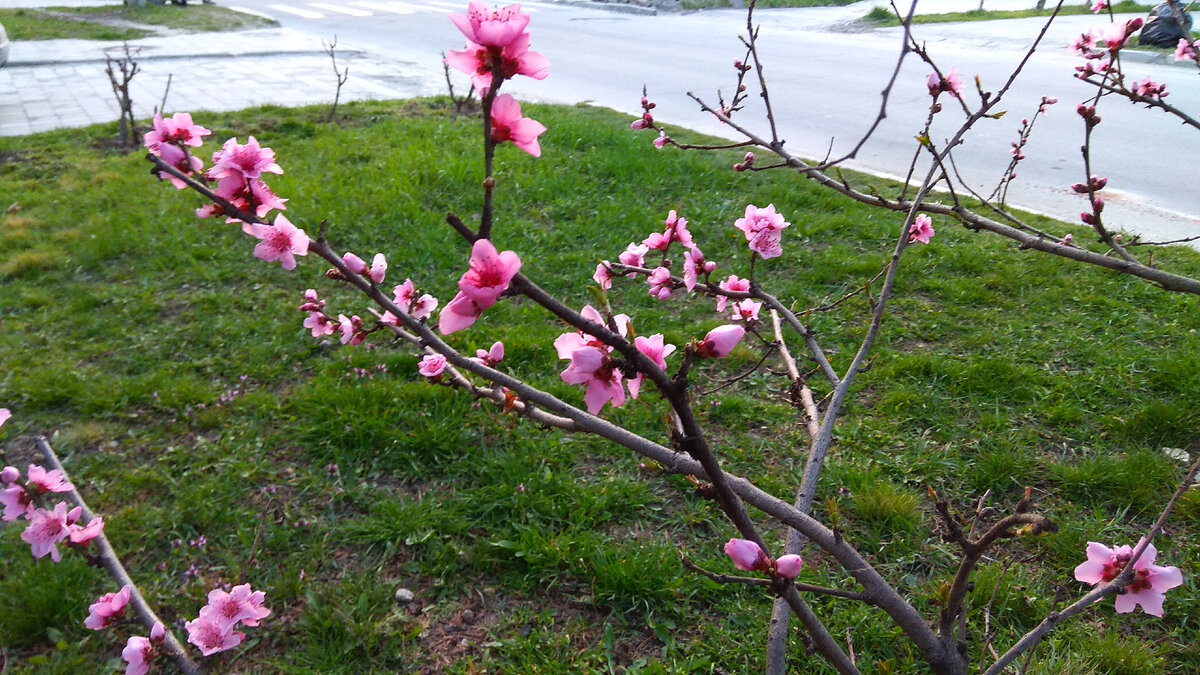 Зацвела японская вишня 2 апреля 2021