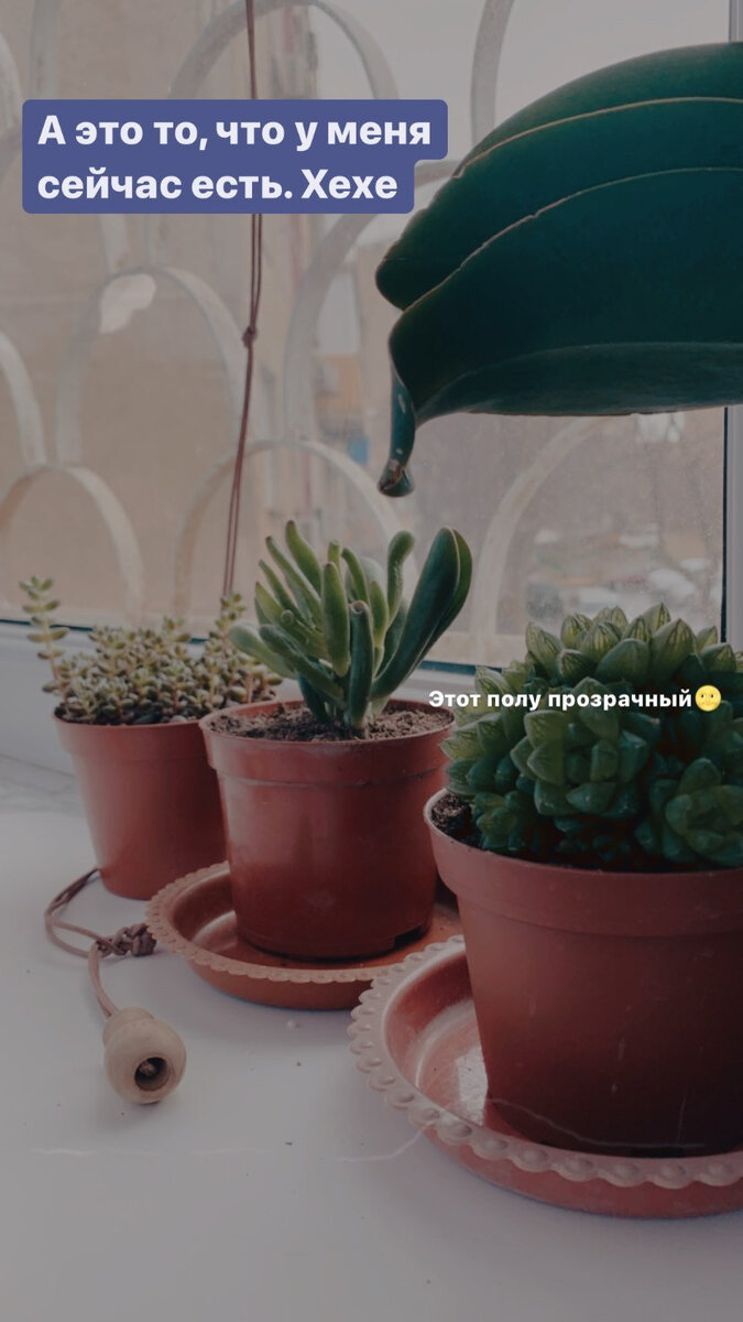 Слева на право: Sedum stahlii, Crassula gollum-corall-hobbit, Haworthia obtusa.