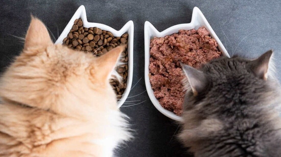 😾5 ошибок в рационе домашней кошки: чем и как нельзя кормить кошку ...
