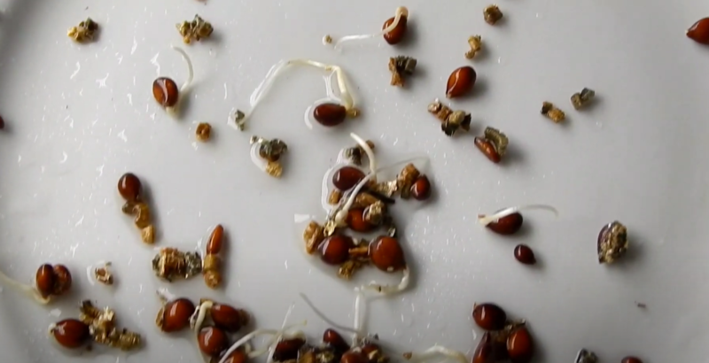 Правильный выбор семян