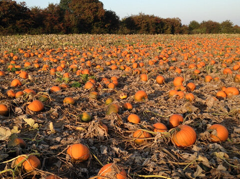 Тыквенная плантация