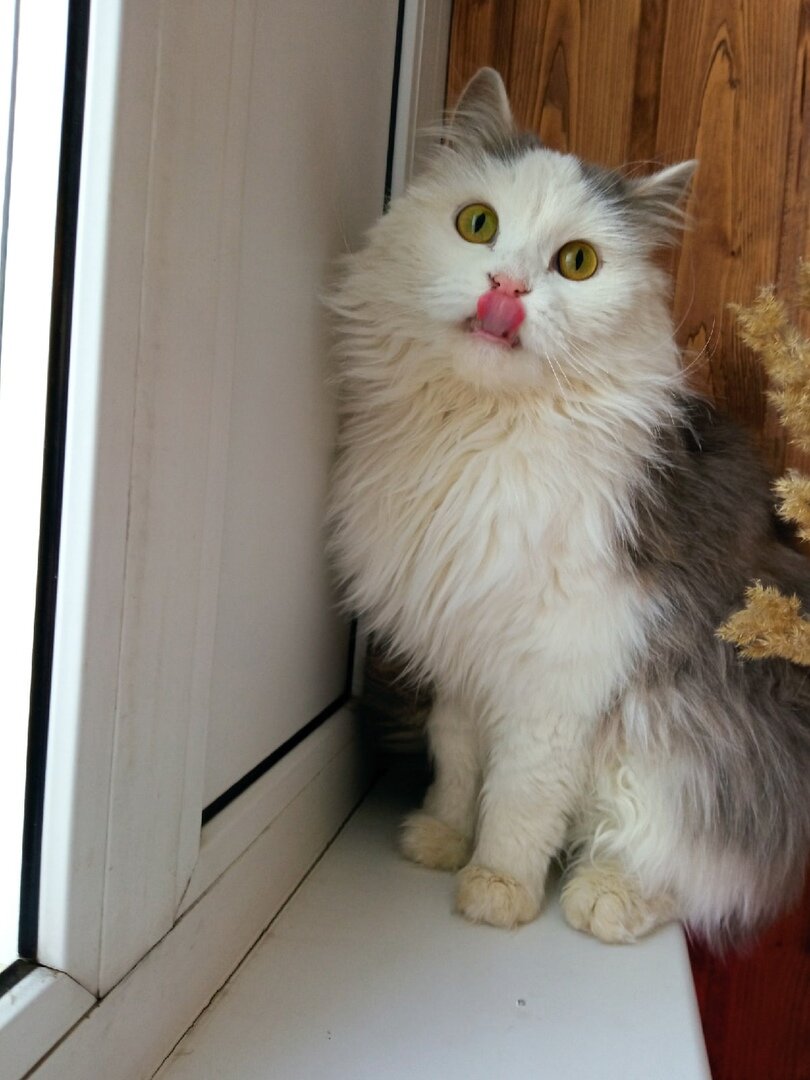 Плюша на передержке