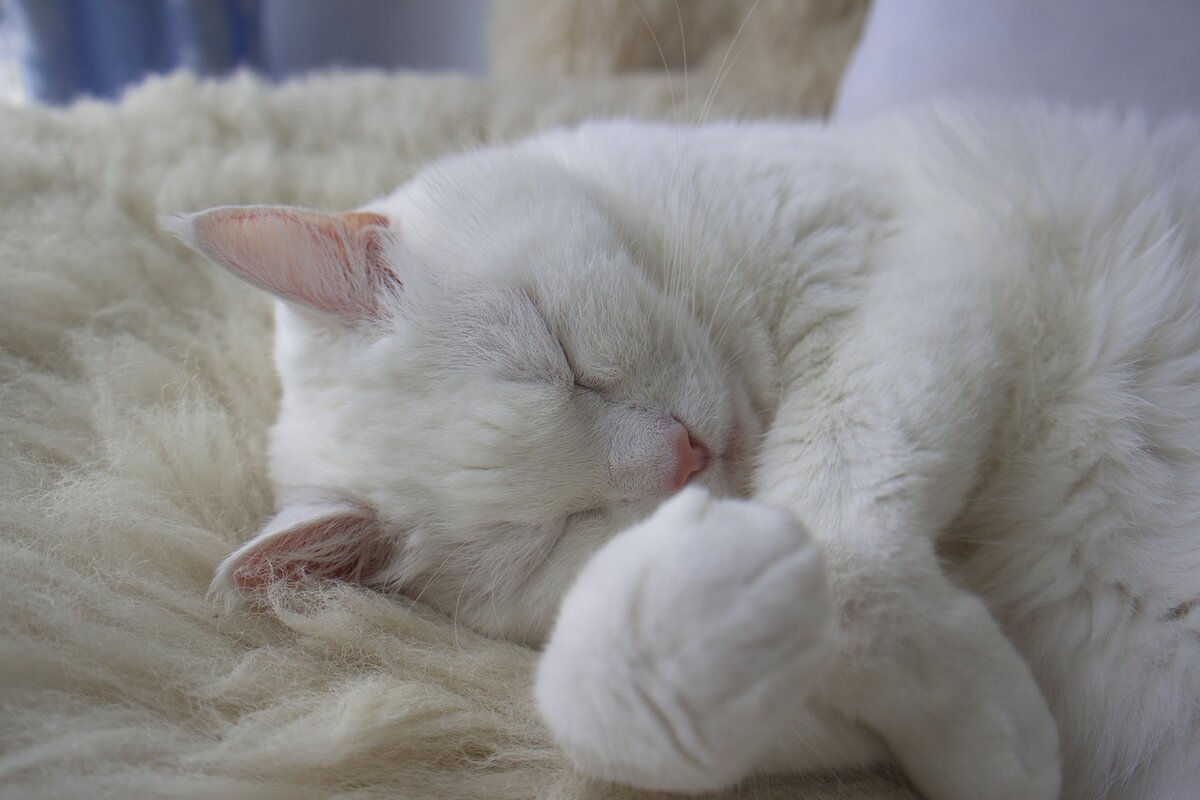 Спящий кот. Спящие котики. Кошка белая.