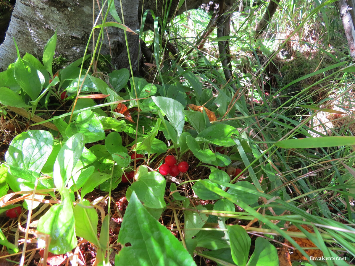 Красника любит чтобы ей было не слишком солнечно и не слишком темно