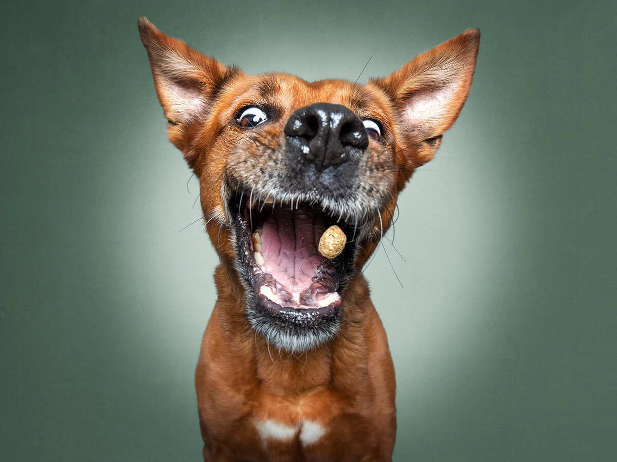 Фото – это прекрасный способ запечатлеть и передать эмоции. Собаки на фотографиях могут выглядеть удивленными, смешными, счастливыми, злыми  и целым рядом других эмоций. Предлагаем вам насладиться 20 уморительными фото собак разных пород и возрастов, которые точно смогут поднять вам настроение!