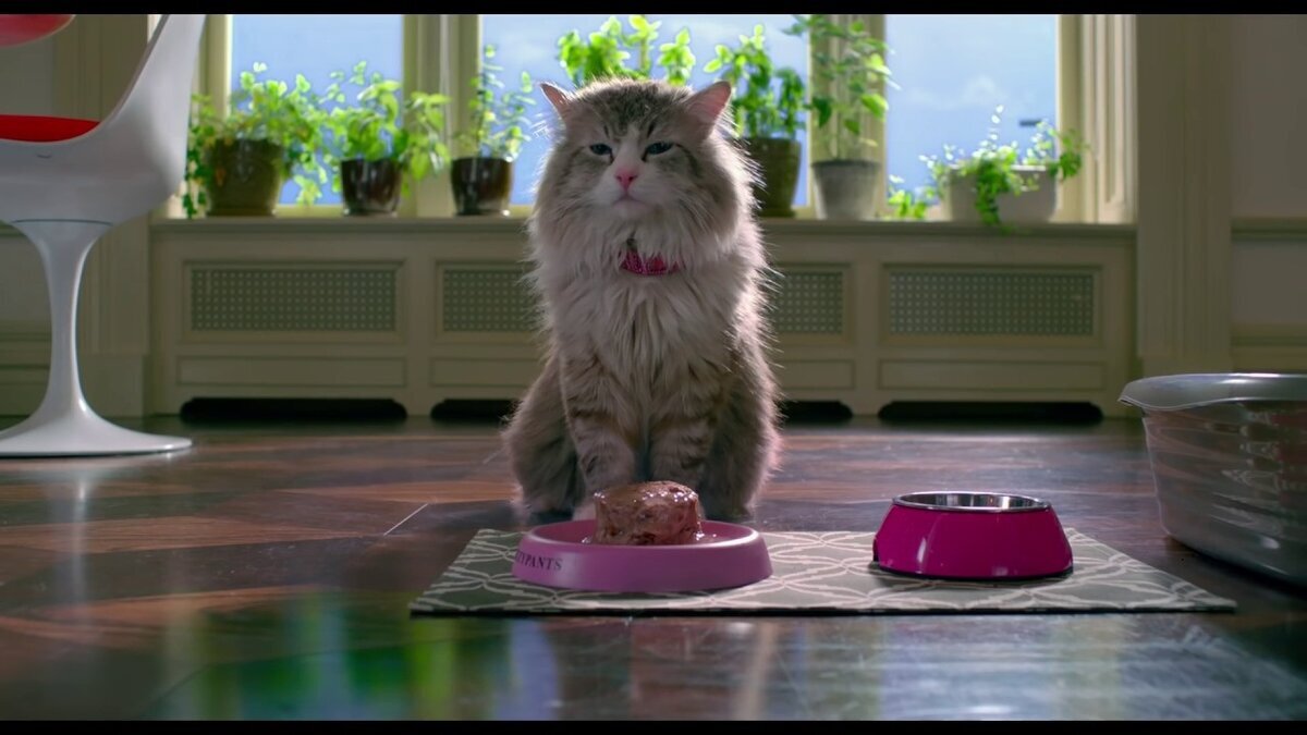 "Довольный кот"