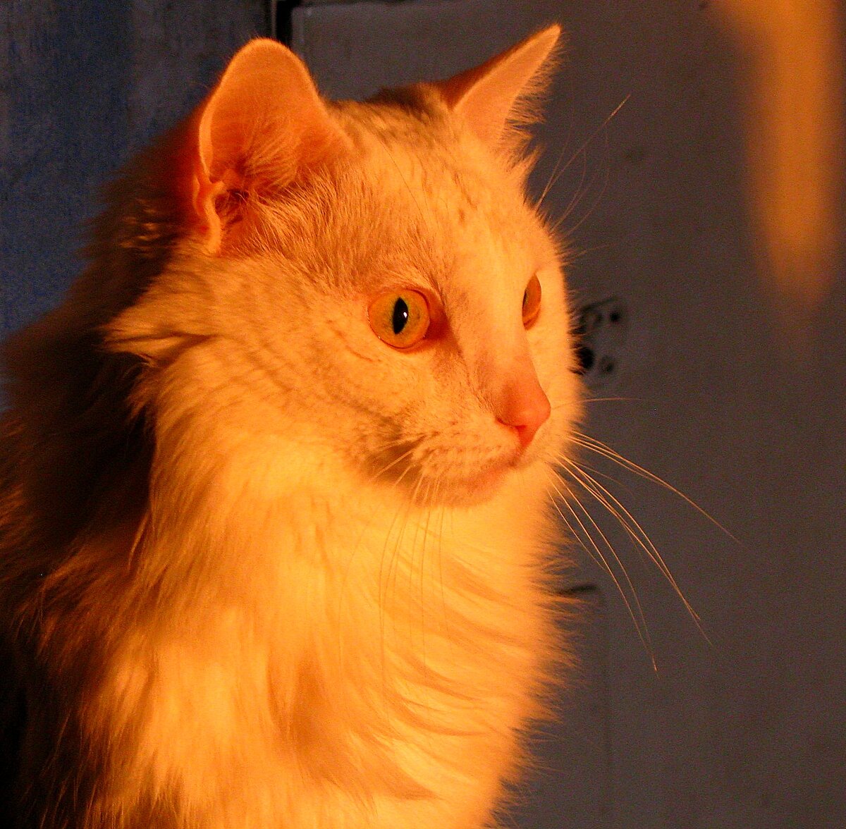 Мой Кот Снежок. Турецкая ангора. Белый кот в лучах восходящего солнца. Оранжевый кот. Мой любимый кот. Котик. © Copyright LaneStrannik (фото автора)