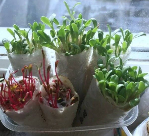 Своя рассада на городском окне "в пелёнках". Фото автора. 