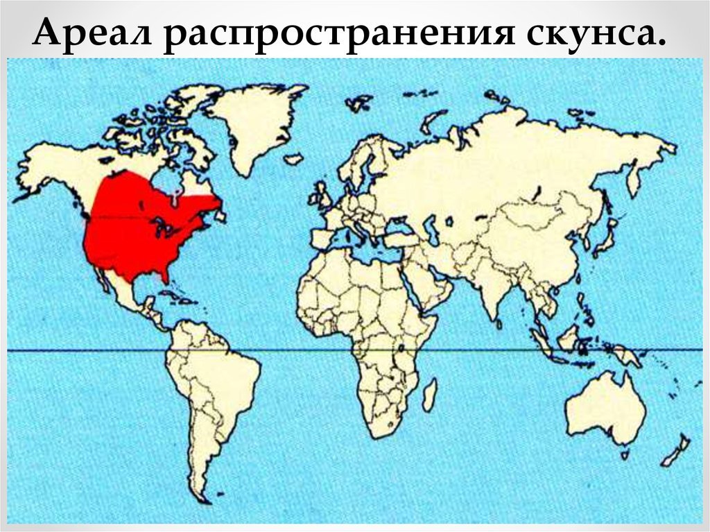 На каком материке обитает. Ареал скунсов. Ареал скунса на карте. Скунс место обитания на карте. Ареал распространения скунса.