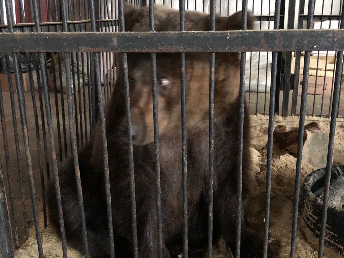 Некогда цирковые животные стали никому не нужны... Фото: группа «АСТ-54» «ВКонтакте»