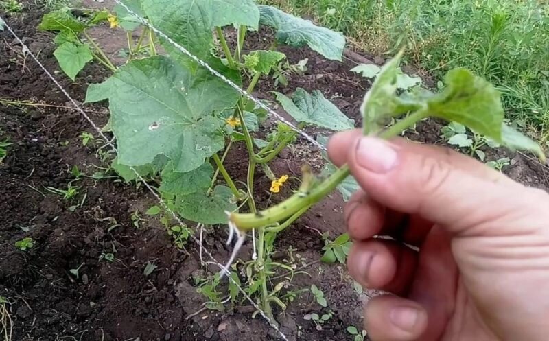 Пасынкование огурцов