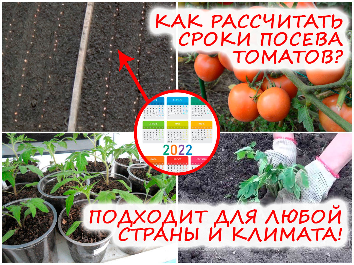 Дни посадки томатов в марте. Посев томатов на рассаду. Инвентарь для посадки томата. Томат хурма рассада. Сегодня сеять помидоры.