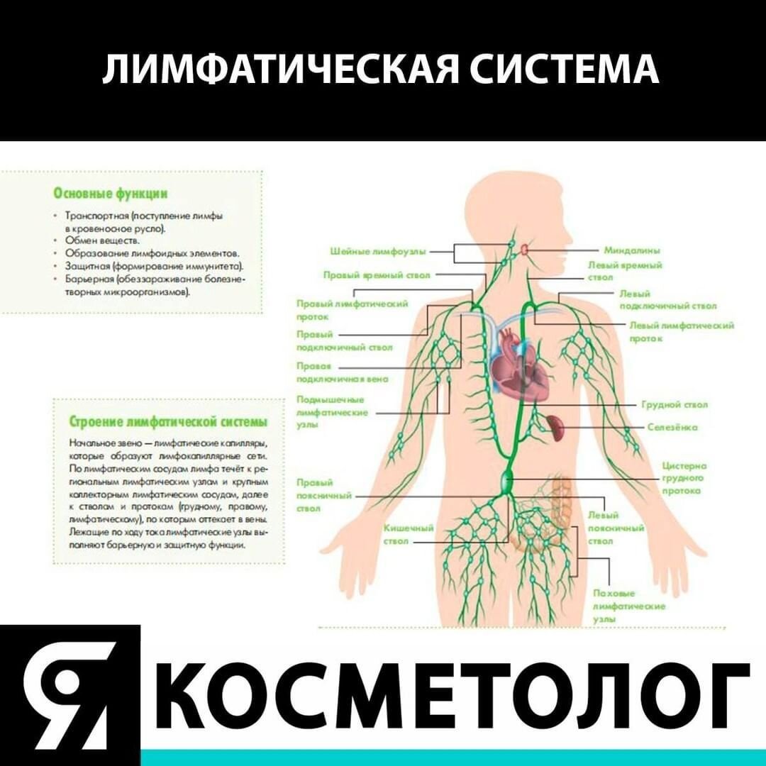 ЛИМФАТИЧЕСКАЯ СИСТЕМА ЧЕЛОВЕКА | Я КОСМЕТОЛОГ | Дзен