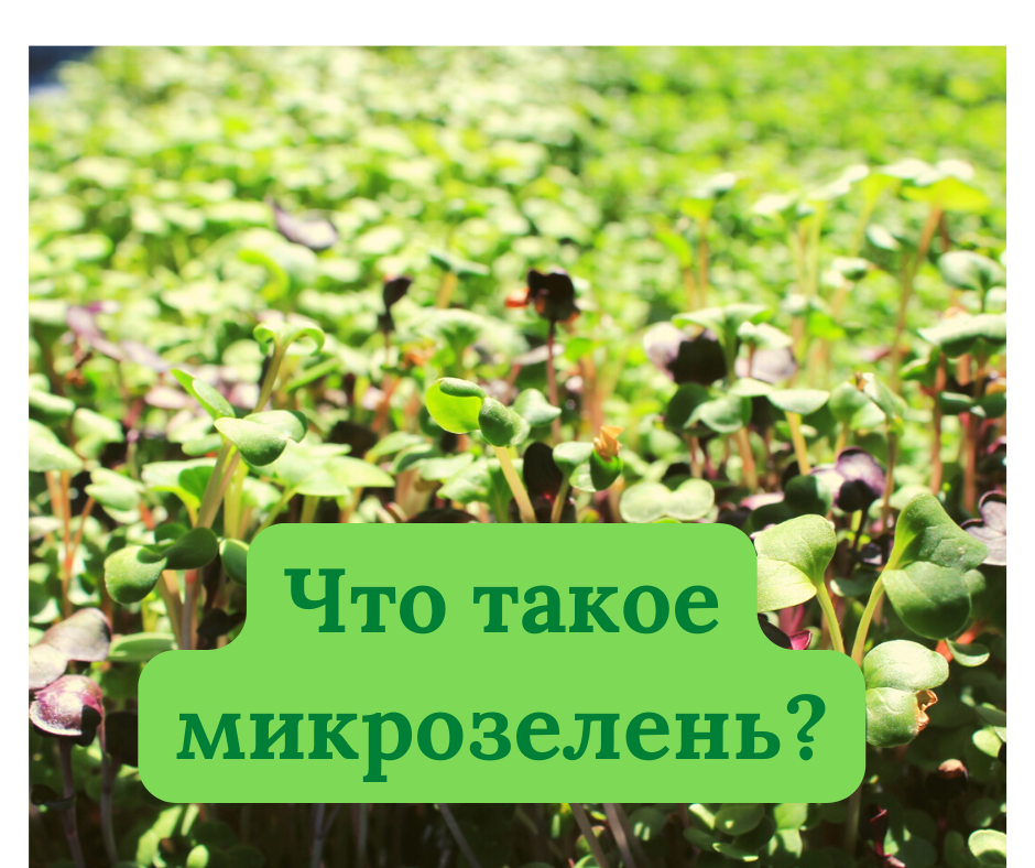 Микрозелень #ladygreen