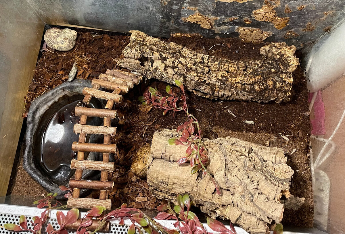 Внешний вид террариума с оформлением