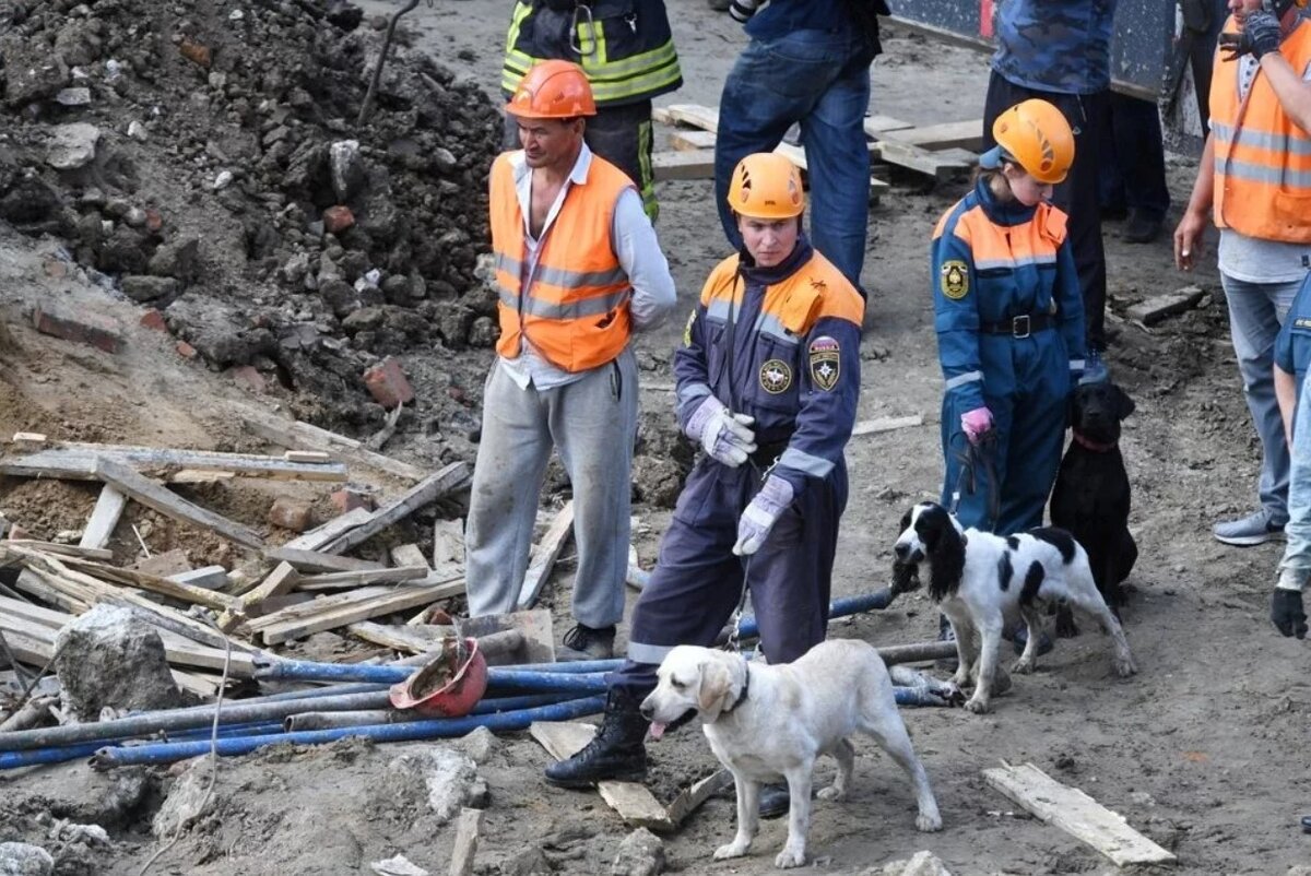 Собаки спасатели при землетрясениях