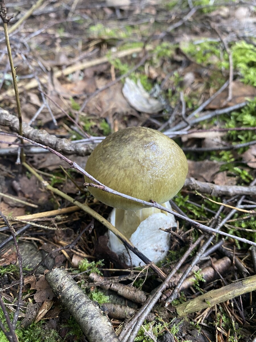 Бледная поганка (Amanita phalloides)