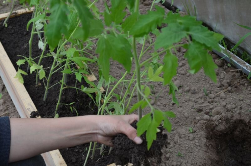 Вытянувшаяся рассада томатов.