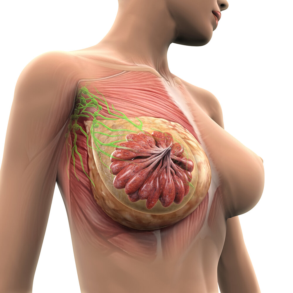 Что влияет на форму груди? Анатомия