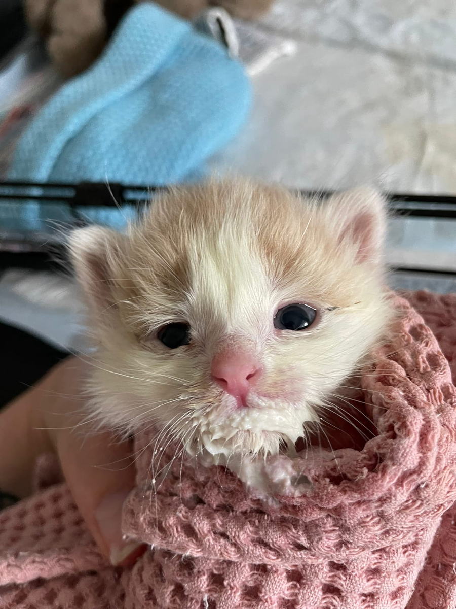 Тоби после кормления