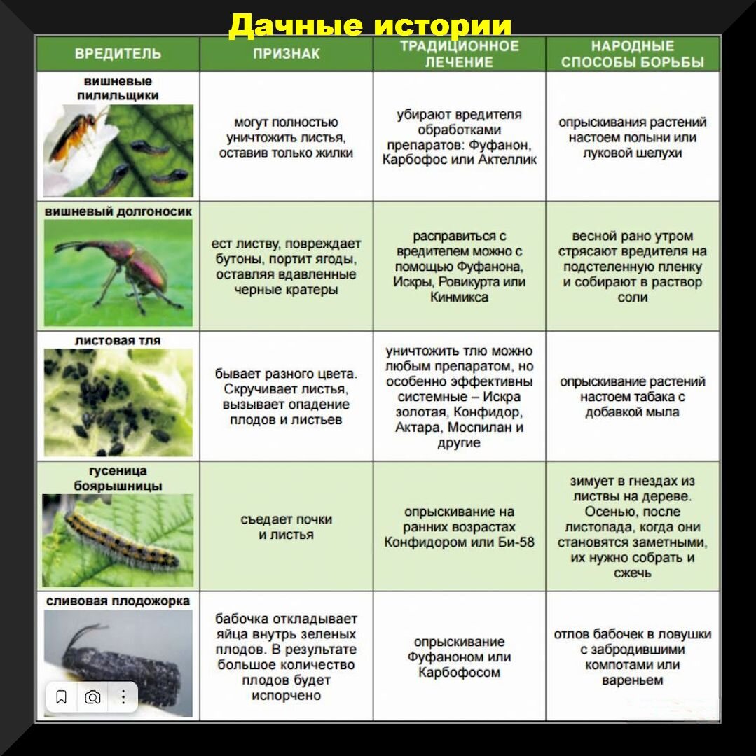 Чем опрыскивать от вредителей и болезней. Защита земляники от вредителей и болезней. Вредители клубники описание с фотографиями и способы. Вредители клубники описание с фотографиями. Вредители яблони описание с фотографиями.