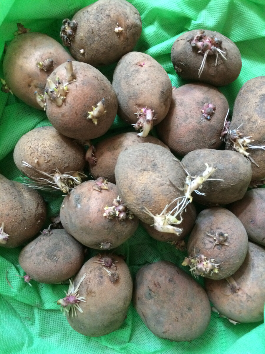 ВОТ ОНА - ЗНАМЕНИТАЯ БОРОВЕЦКАЯ КАРТОШКА!