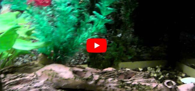 История происхождения золотых рыб