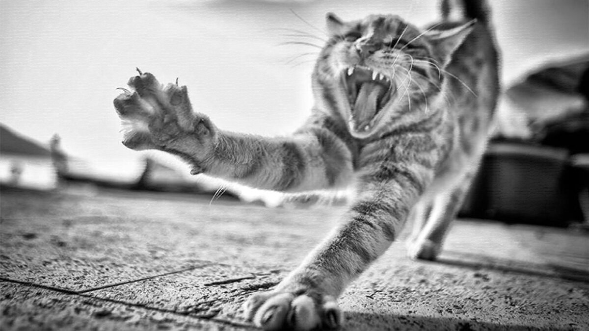источник фото: picfiles.alphacoders.com