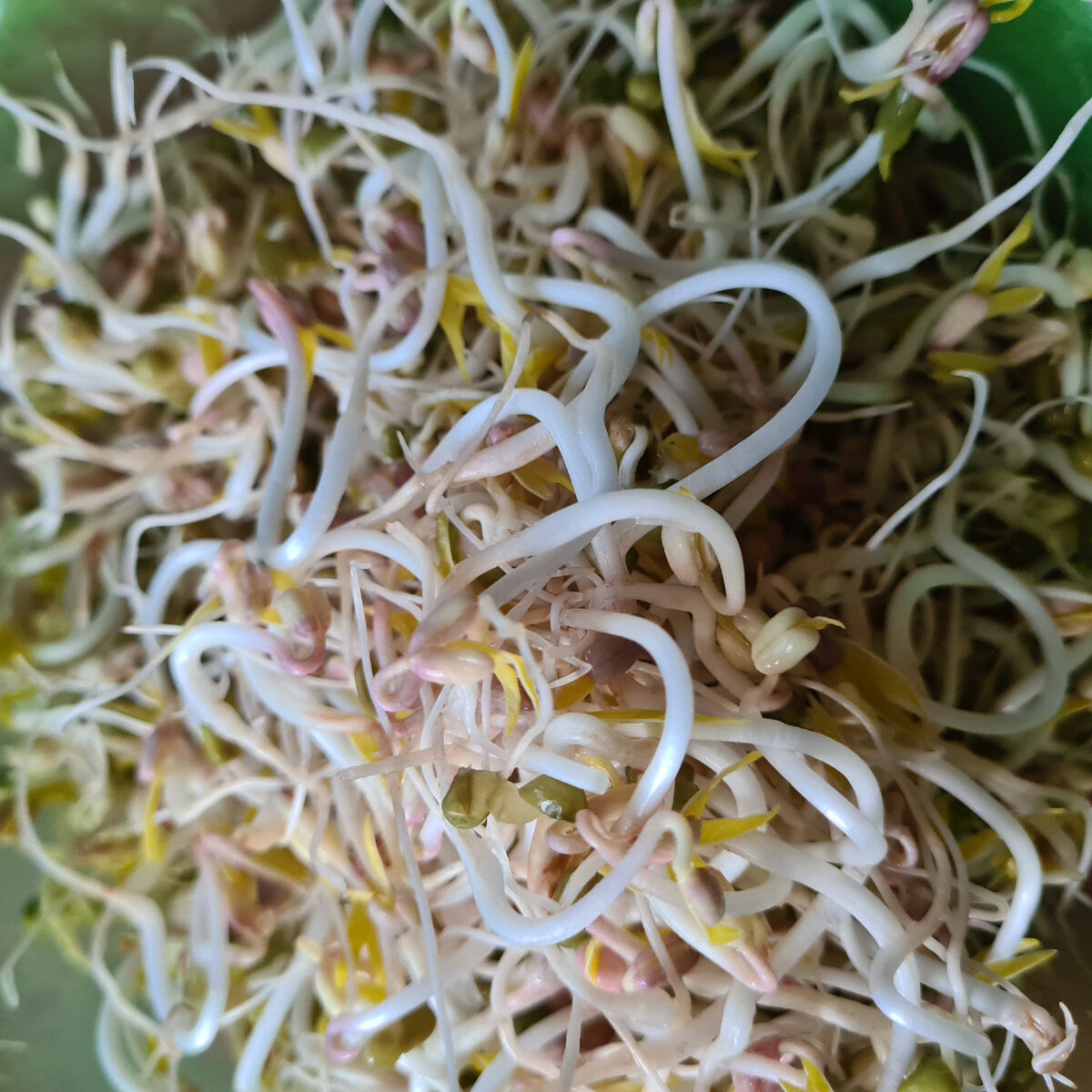 Салат из пророщенного маша