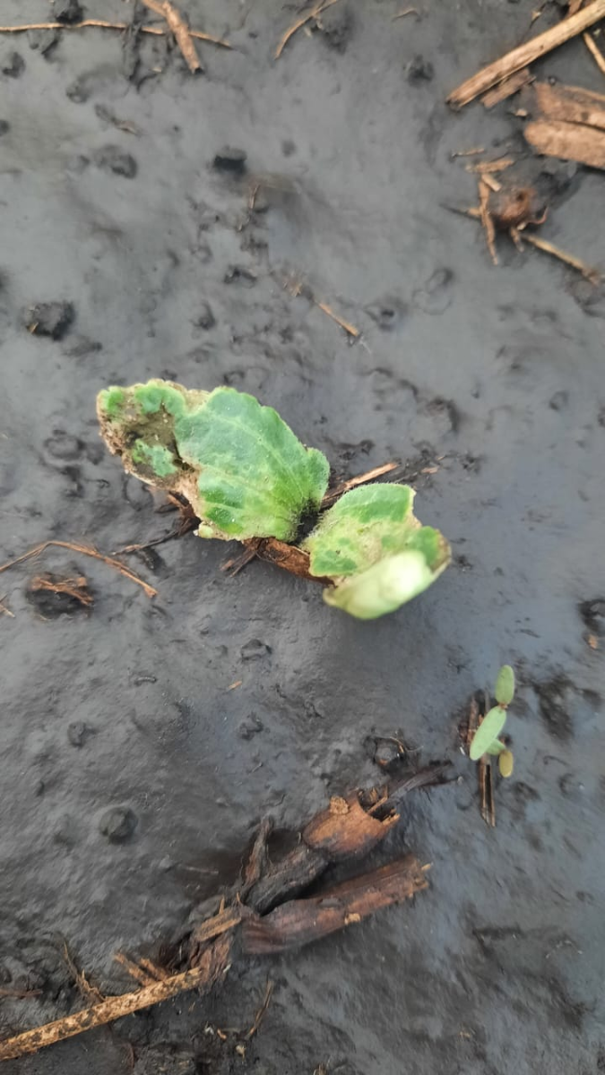 огурцы рядом с муравейником