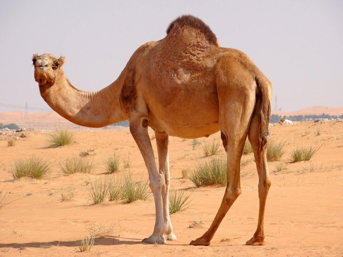 Верблюды — выносливые создания, превосходно приспособленные к жизни в засушливых регионах.-2
