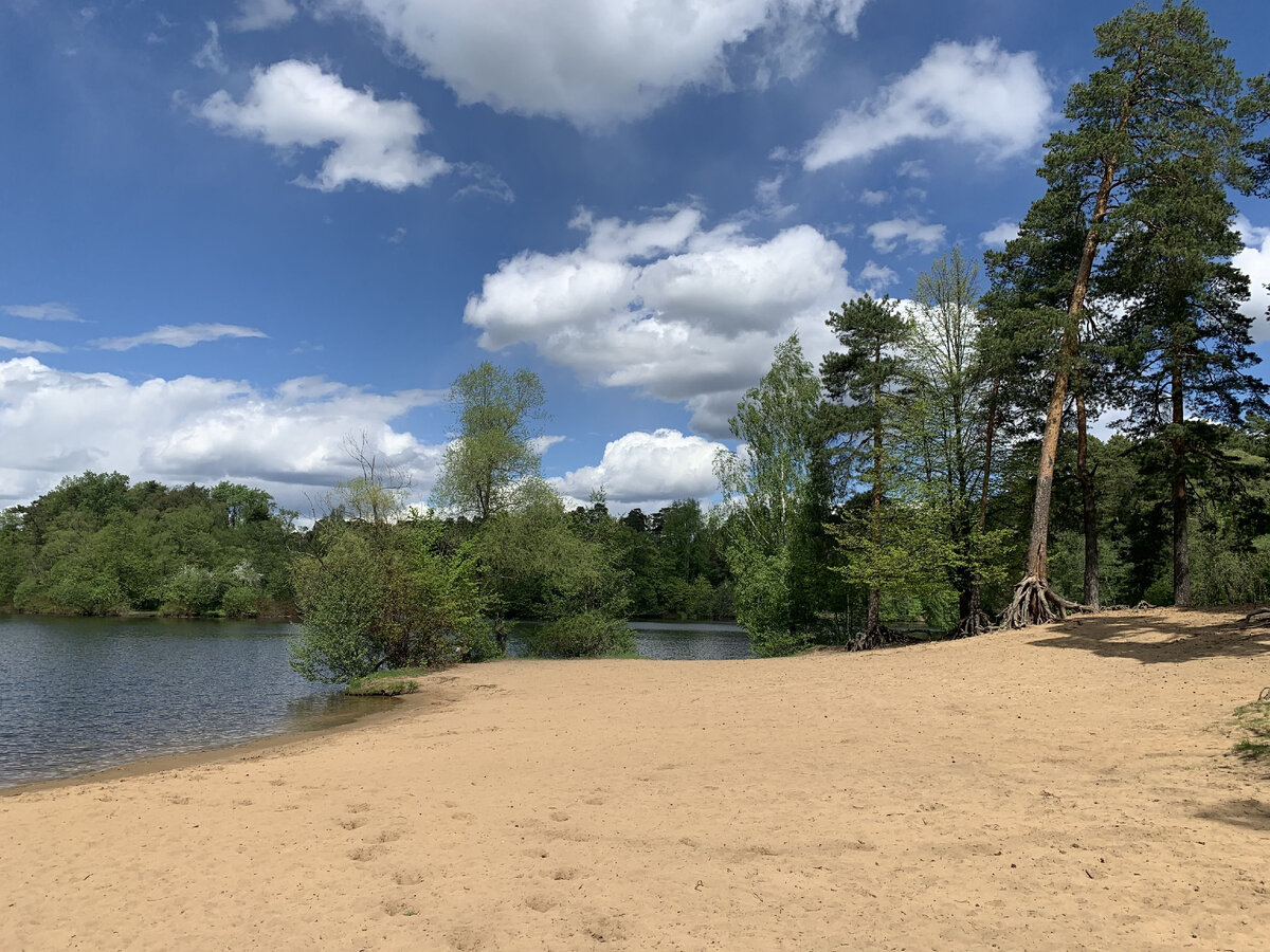 Песчаный пляж и сосны особенно привлекательны в жаркую погоду