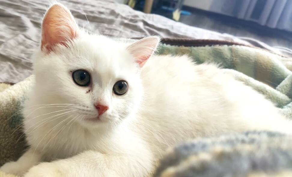 Кот Лаки куплен за 5 тыс. рублей. Но до элитных цен ему очень далеко.