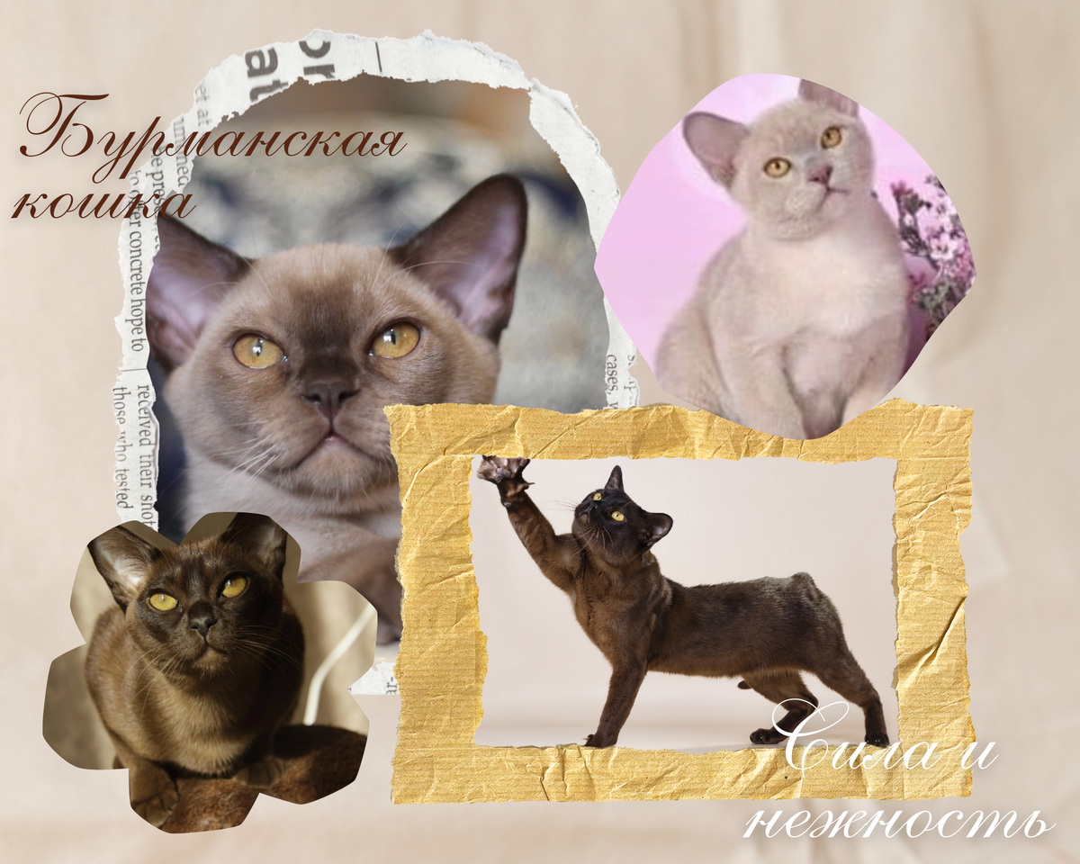 Представители Европейской бурмы