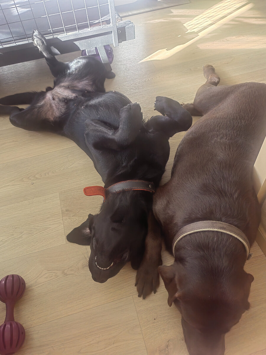 Габи и Эшка на постоянной терапии