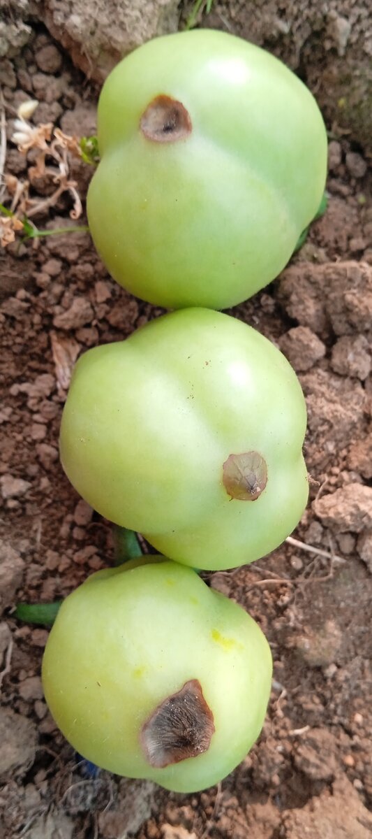 Плоды Красы Кургана, поражённые вершинной гнилью
