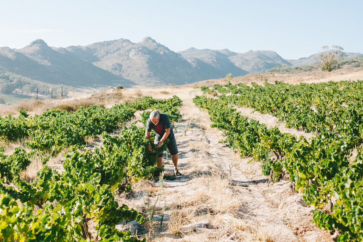 Виноградники ЮАР