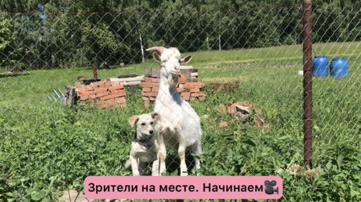 Вася, Королева и сеновал😁