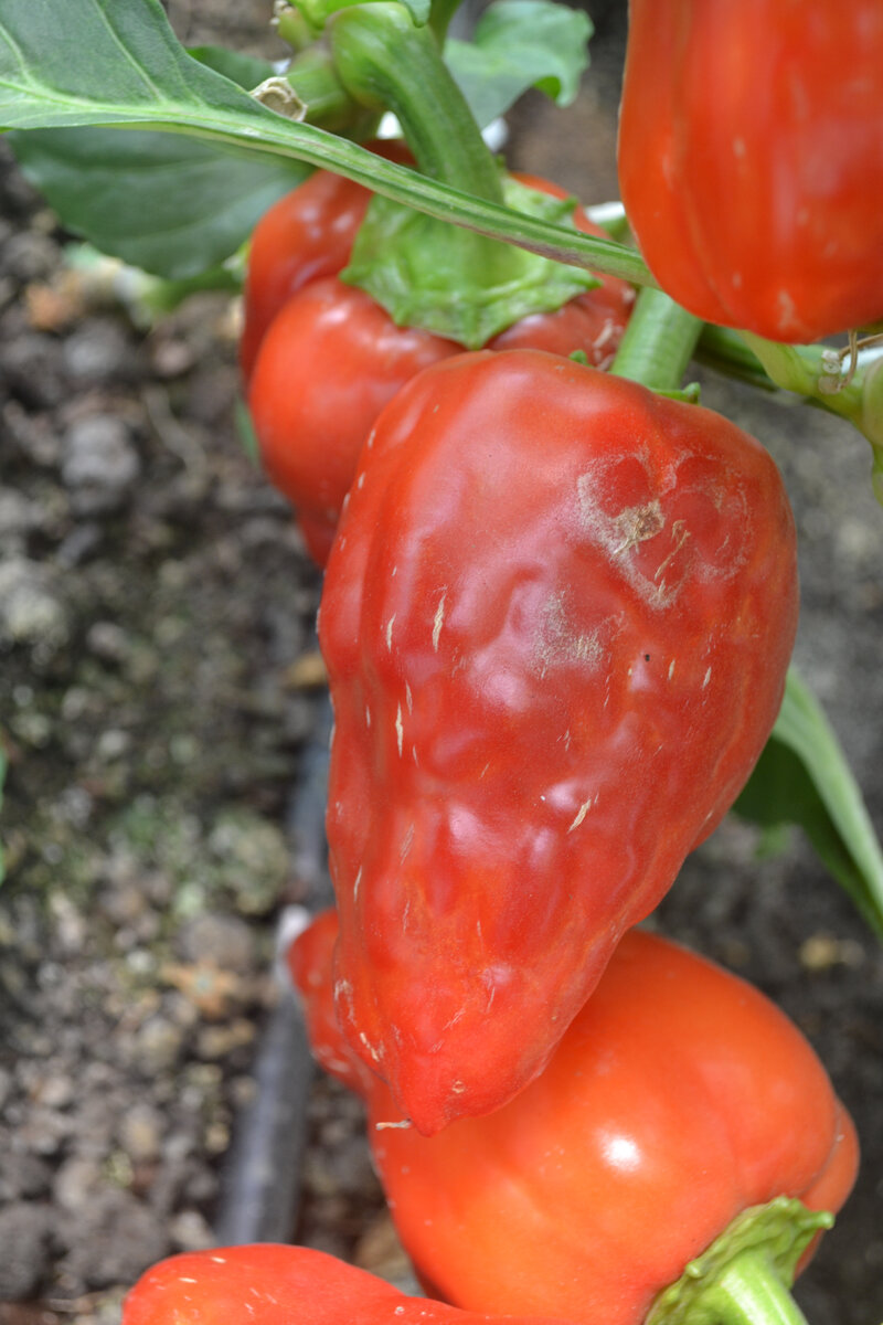 Симптомы вируса в биологической спелости 