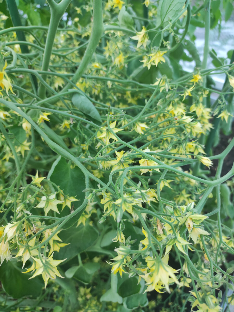 Фото автора, томат Поцелуй, конец июля 2022 года