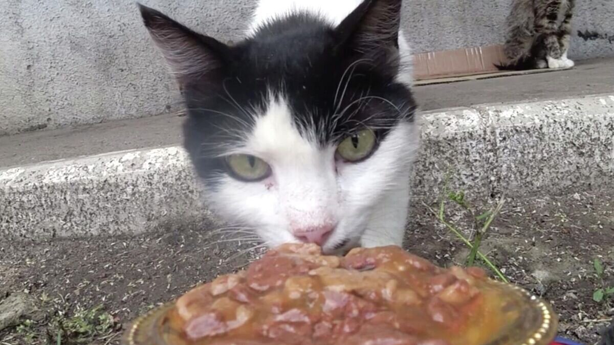    Кадр видео, опубликованного в сообществе "Машинка добра в Сочи"© Машинка добра в Сочи/ВКонтакте