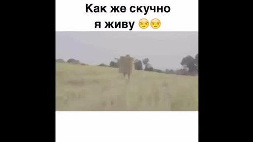 Статусы в картинках в Ватсап