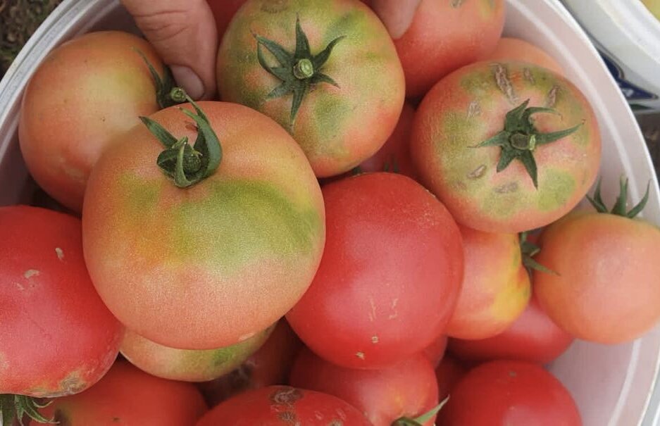 Неравномерное окрашивание томатов.