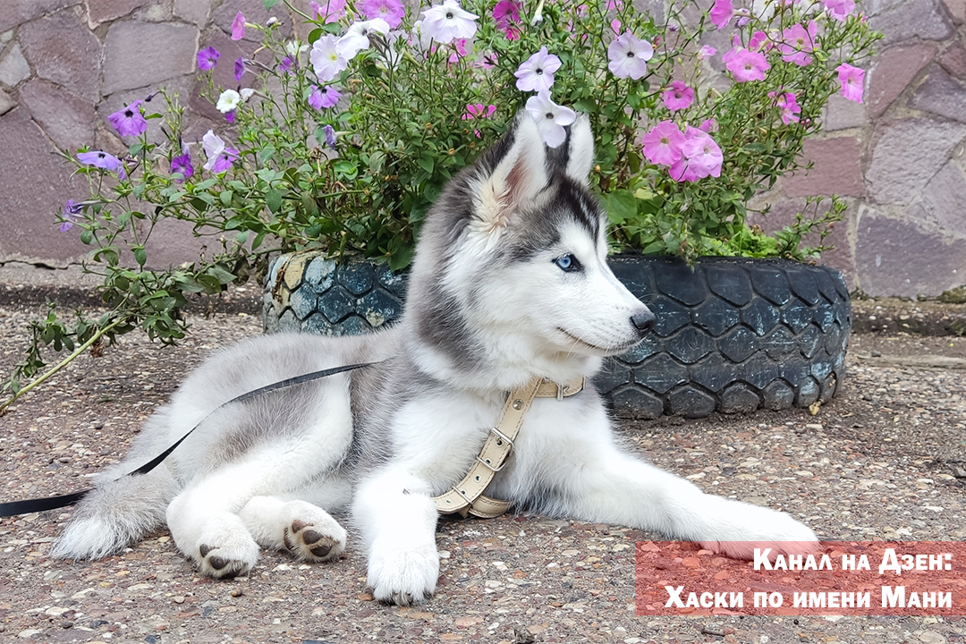 Собаки породы сибирский хаски весьма общительны, умны и чрезвычайно преданны своему хозяину. Эти ласковые и озорные животные мало кого оставят равнодушным.